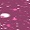 524 Fuchsia Stardust